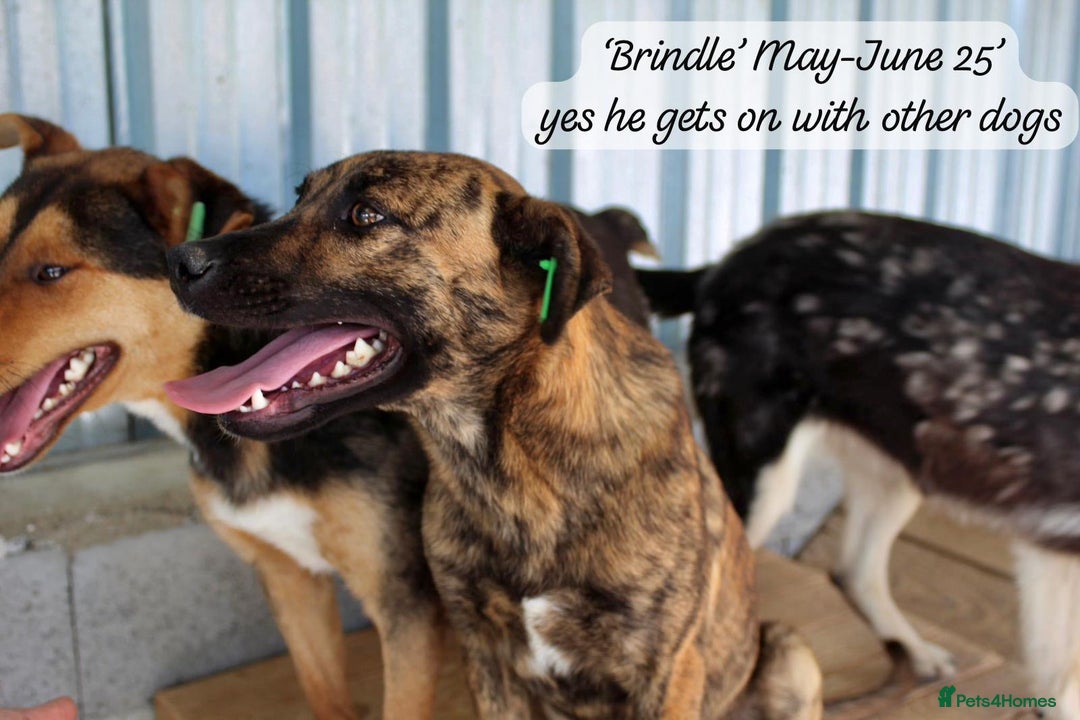 Mixed Breed dogs for adoption: Brindle, approx 7 months. Available for adoption. - Image 19