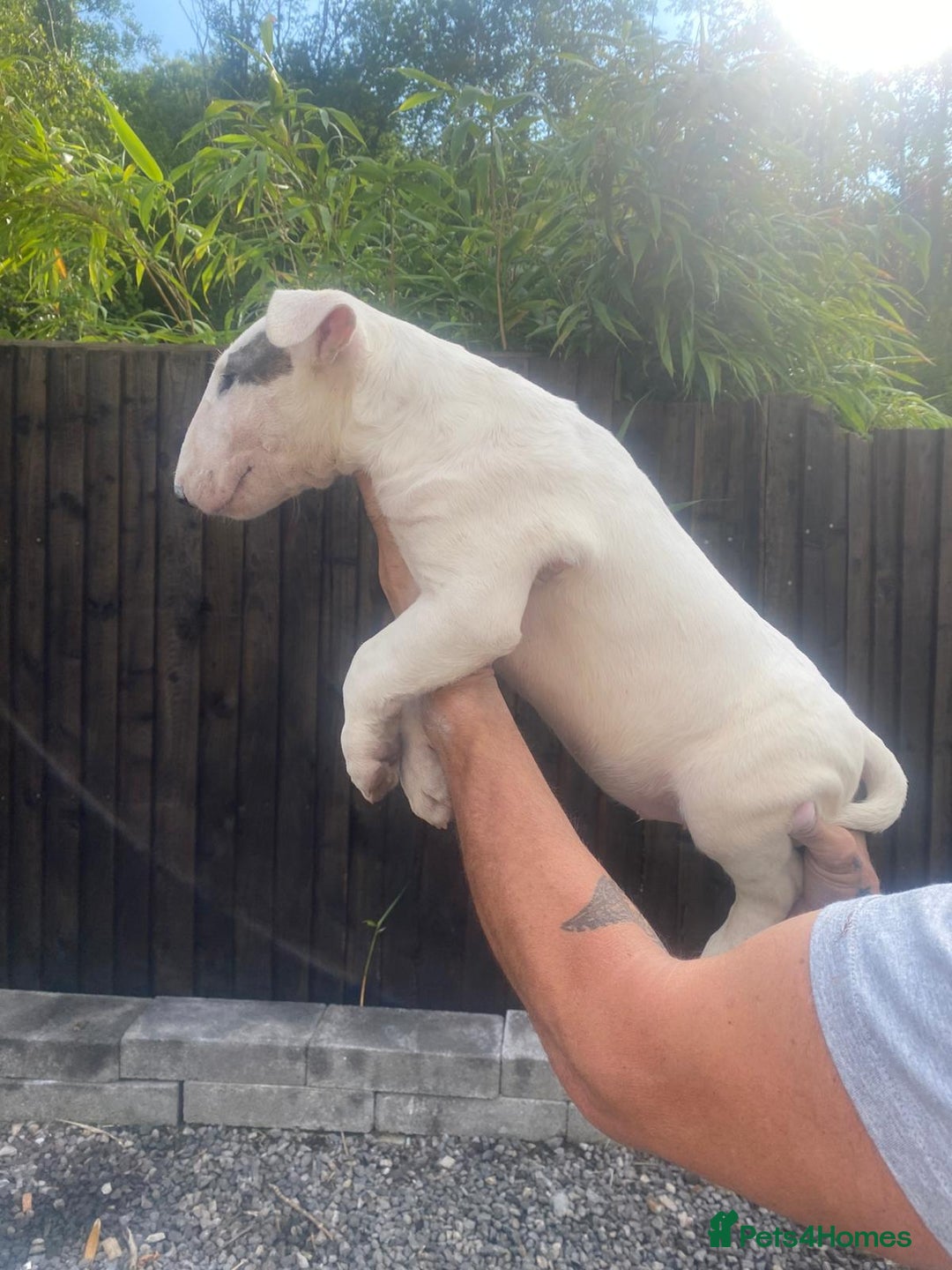 English Bull Terrier dogs for sale: English Bull Terrier Puppies - Image 14