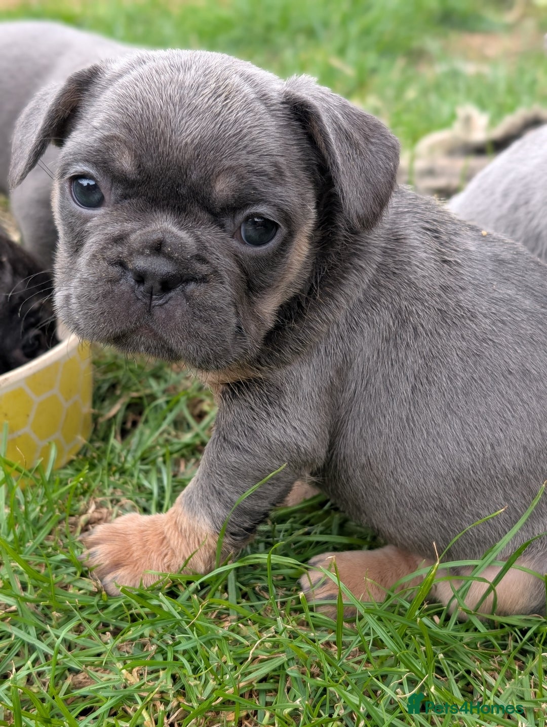French Bulldog dogs for sale: French bulldog puppies!!! - Image 12