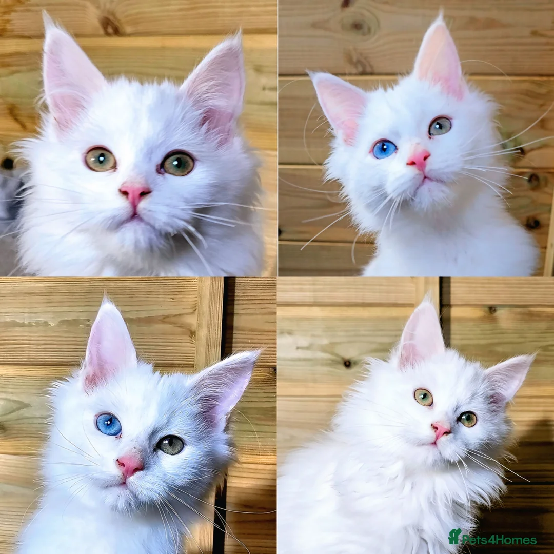 Maine Coon cats for sale: Maine coon  - Advert 1