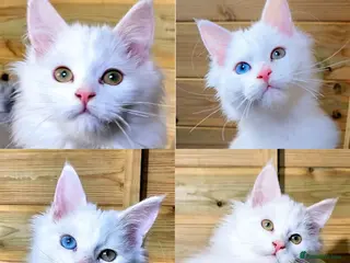 Maine Coon cats Maine coon - Advert 16