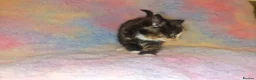 Mixed Breed cats for sale: Kittens Ready Now Longhaired and shorthaired - Advert 13