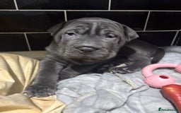 Mixed Breed dogs for sale: Cane corso x shar pei  - Image 9