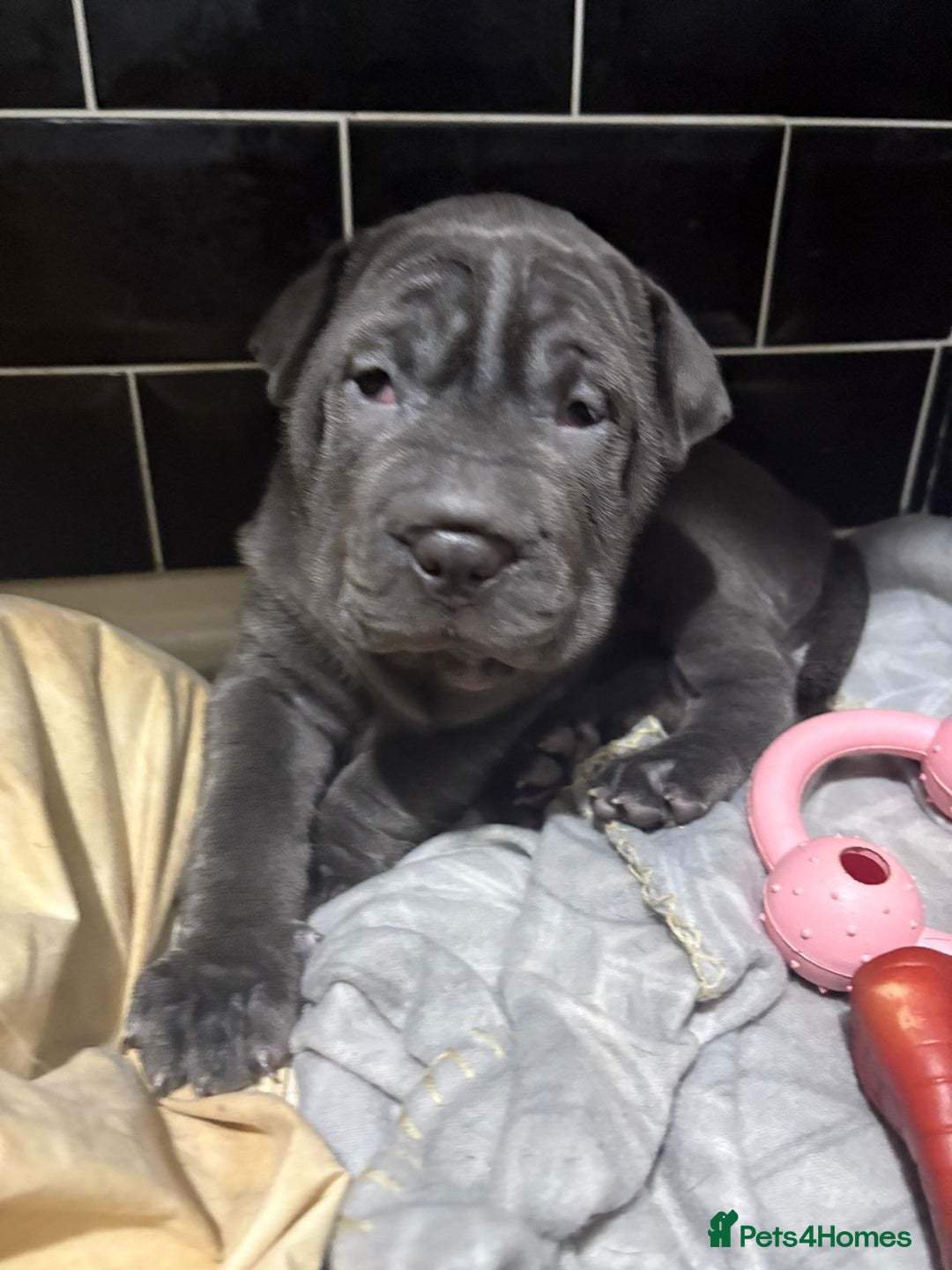 Mixed Breed dogs for sale: Cane corso x shar pei  - Image 9