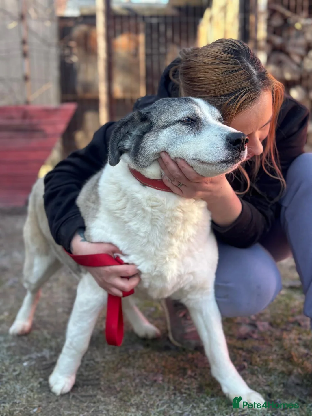 Mixed Breed dogs for adoption: 🐾💛 LISA – A Gentle Soul Saved Just in Time 💛🐾 - Advert 1