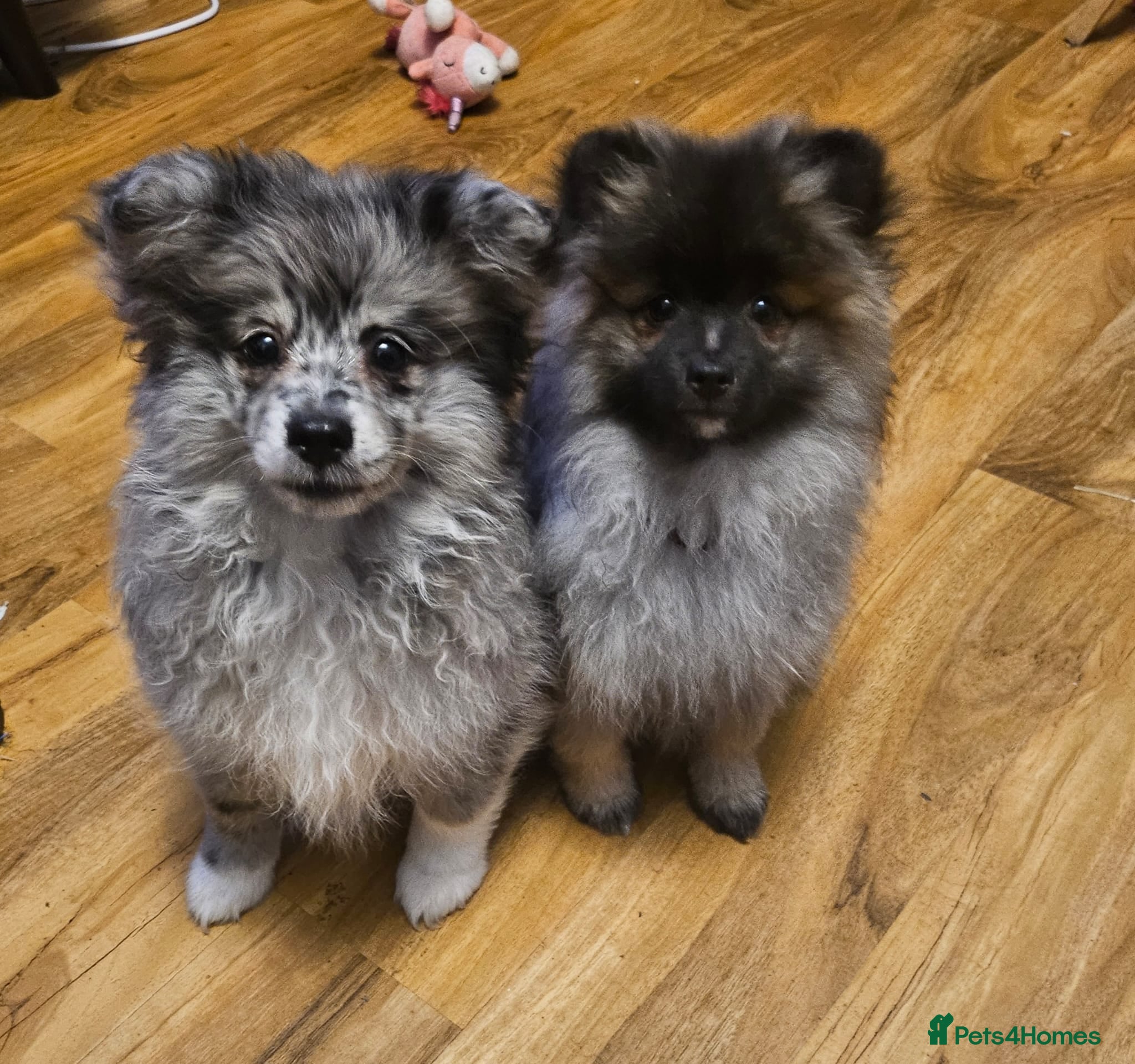 Pomsky dogs 2 girl pomskys for sale!  - Advert 19