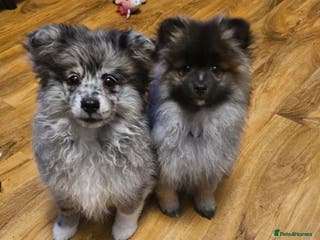 Pomsky dogs 2 girl pomskys for sale! - Advert 2