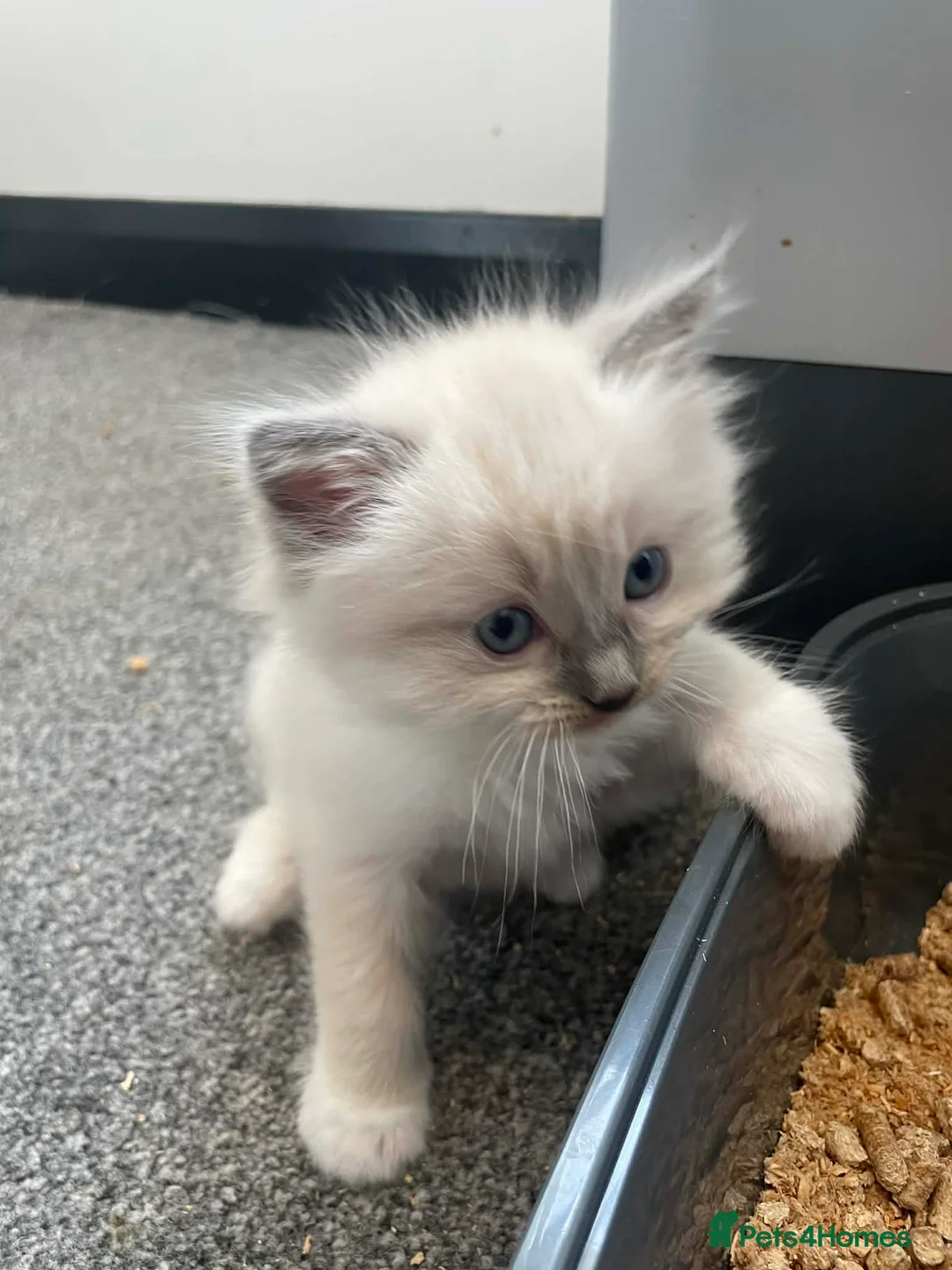 Ragdoll cats for sale: Boy ragdoll 💙 - Advert 1