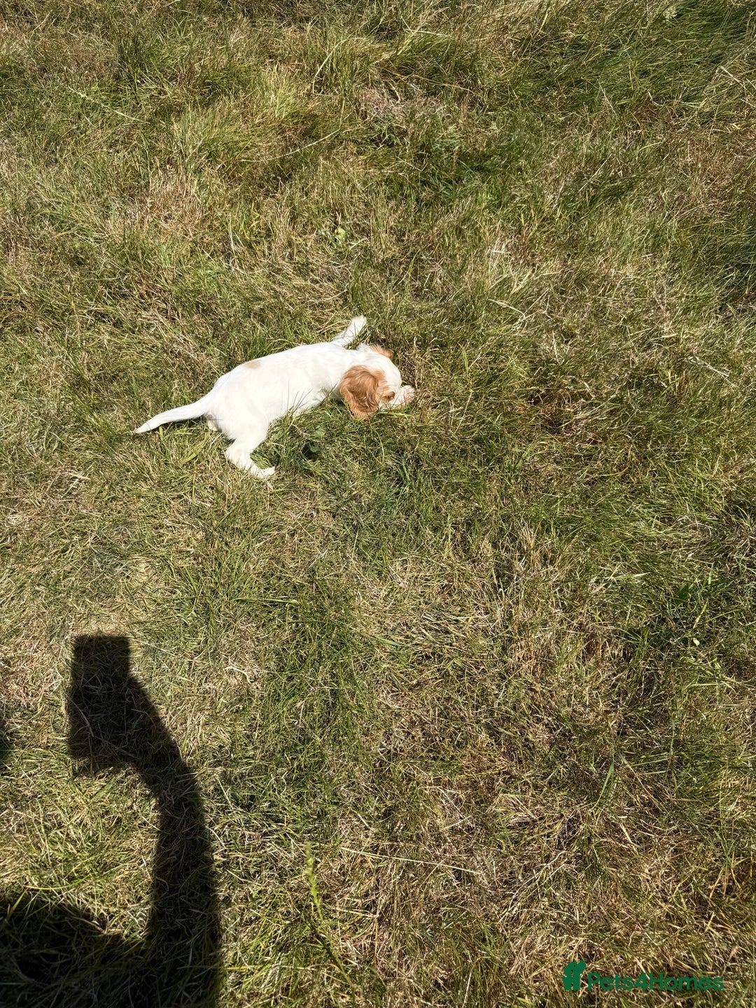 Cocker Spaniel dogs for sale: Adorable Worker Cocker Girl Puppy 🐶 - Image 29