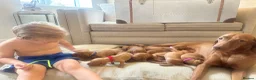 Hungarian Vizsla dogs for sale: Champion KC registered Hungarian Vizsla puppies  - Advert 18