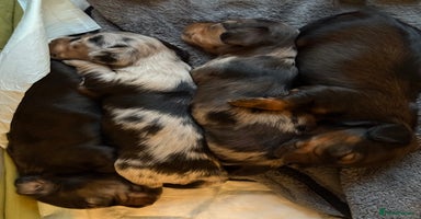 Miniature Dachshund dogs - Advert 3
