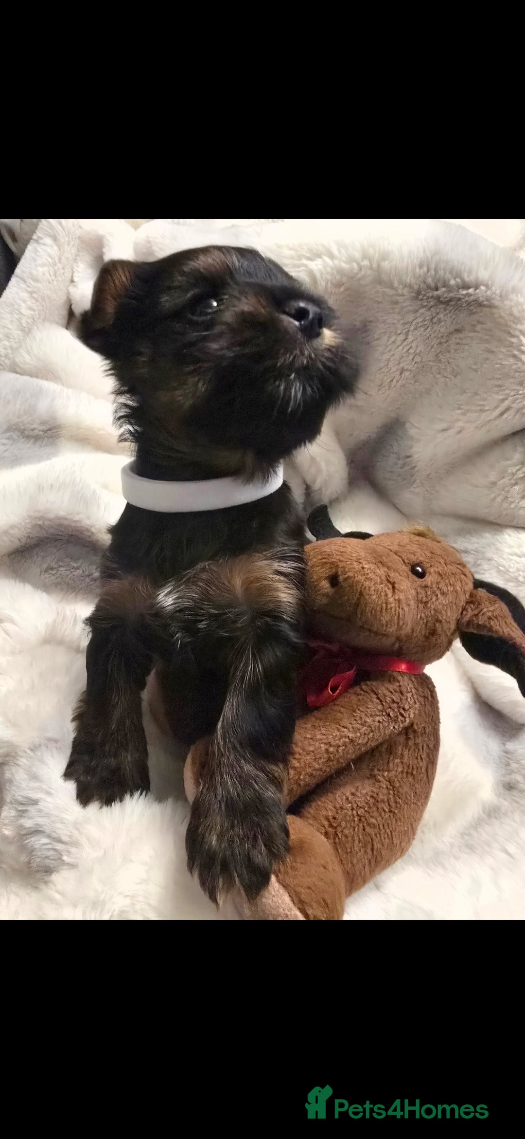 Yorkshire Terrier dogs for sale: Yorkshire terrier mini  - Advert 6