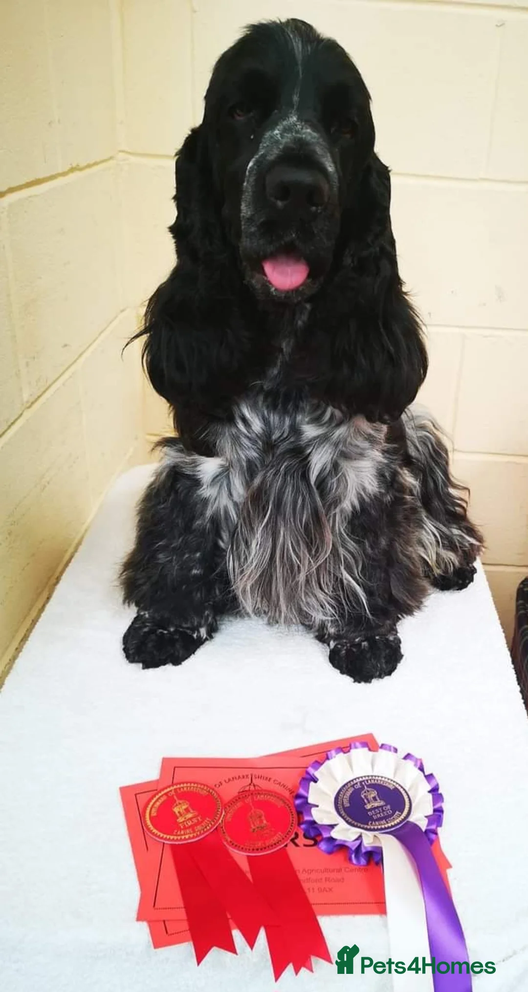 Cocker Spaniel dogs for sale: KC Registered Blue Roan Show Cocker Spaniel Boys - Advert 2