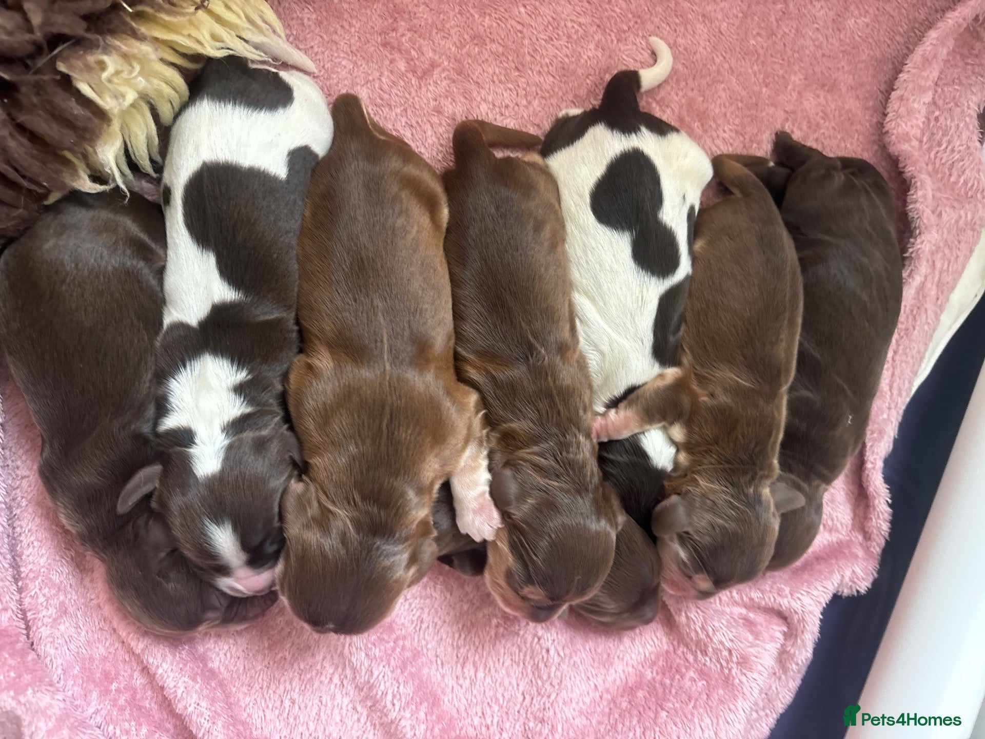 Cocker Spaniel dogs 🤎 KC show cockers 🤎 - Advert 2
