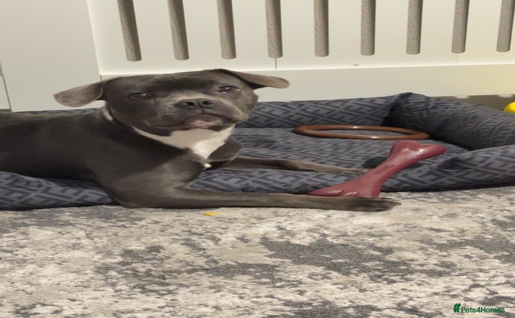 Mixed Breed dogs - Advert 4