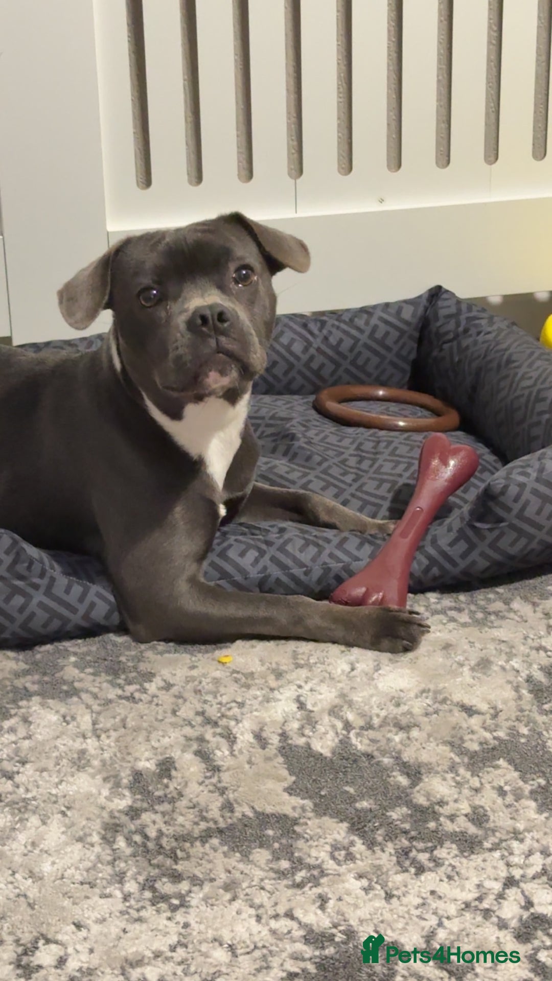 Mixed Breed dogs for sale: Staff cross French bulldog  - Image 1