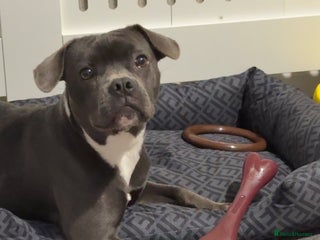 Mixed Breed dogs - Advert 34