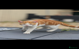 American Shorthair cats for sale: Nala 10 month old kitten  - Advert 2