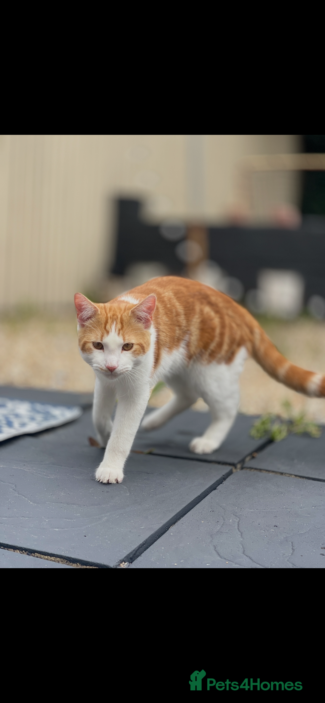 American Shorthair cats for sale: Nala 10 month old kitten  - Advert 2