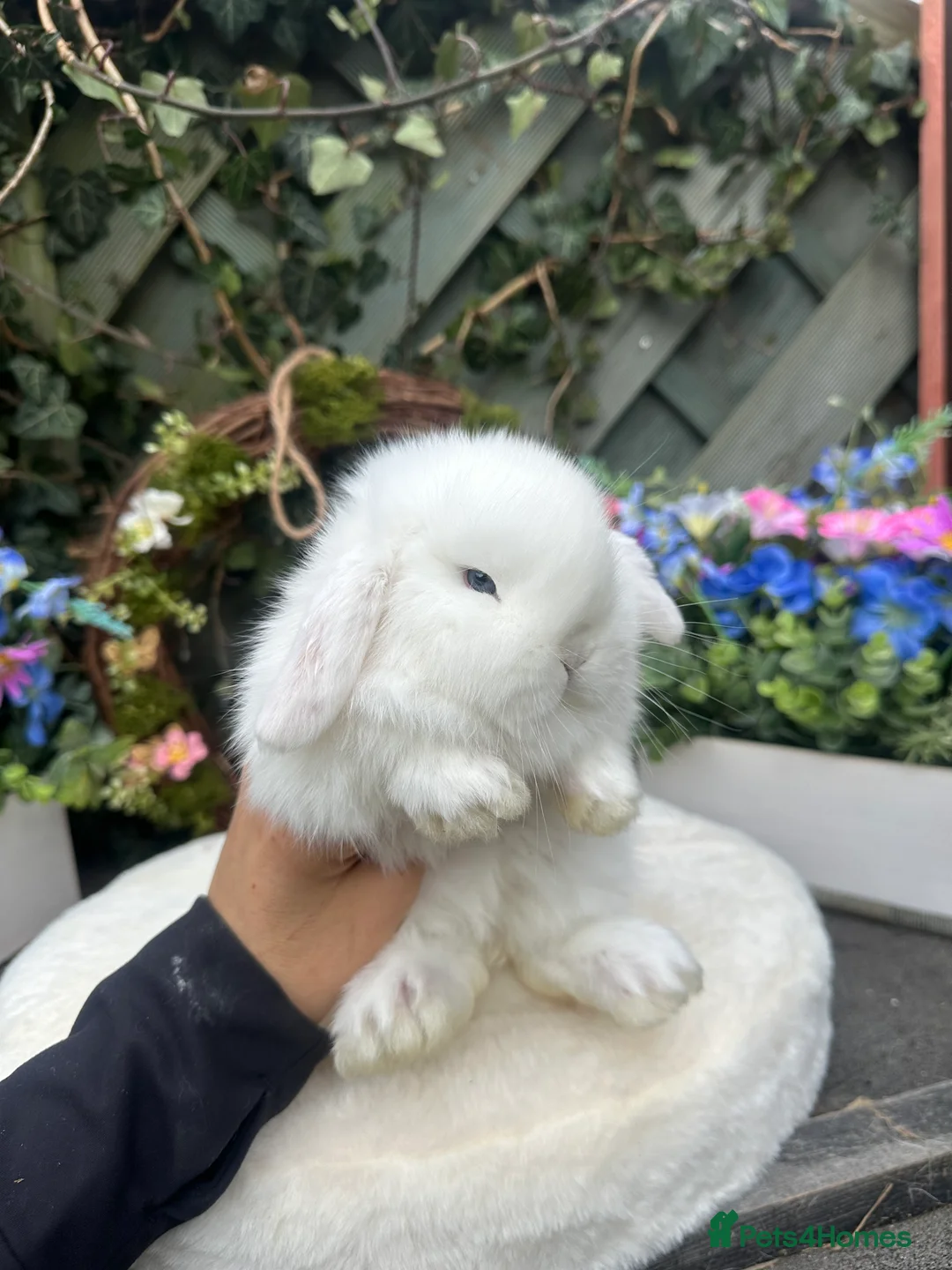 Mini Lop rabbits for sale: Beautiful Baby Mini Lops - Advert 3