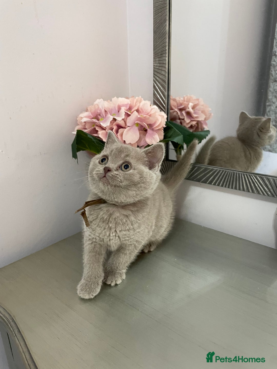 British Shorthair cats for sale: 💗🩵 GCCF LILAC. FEMALE KITTENS READY FEB  - Advert 10
