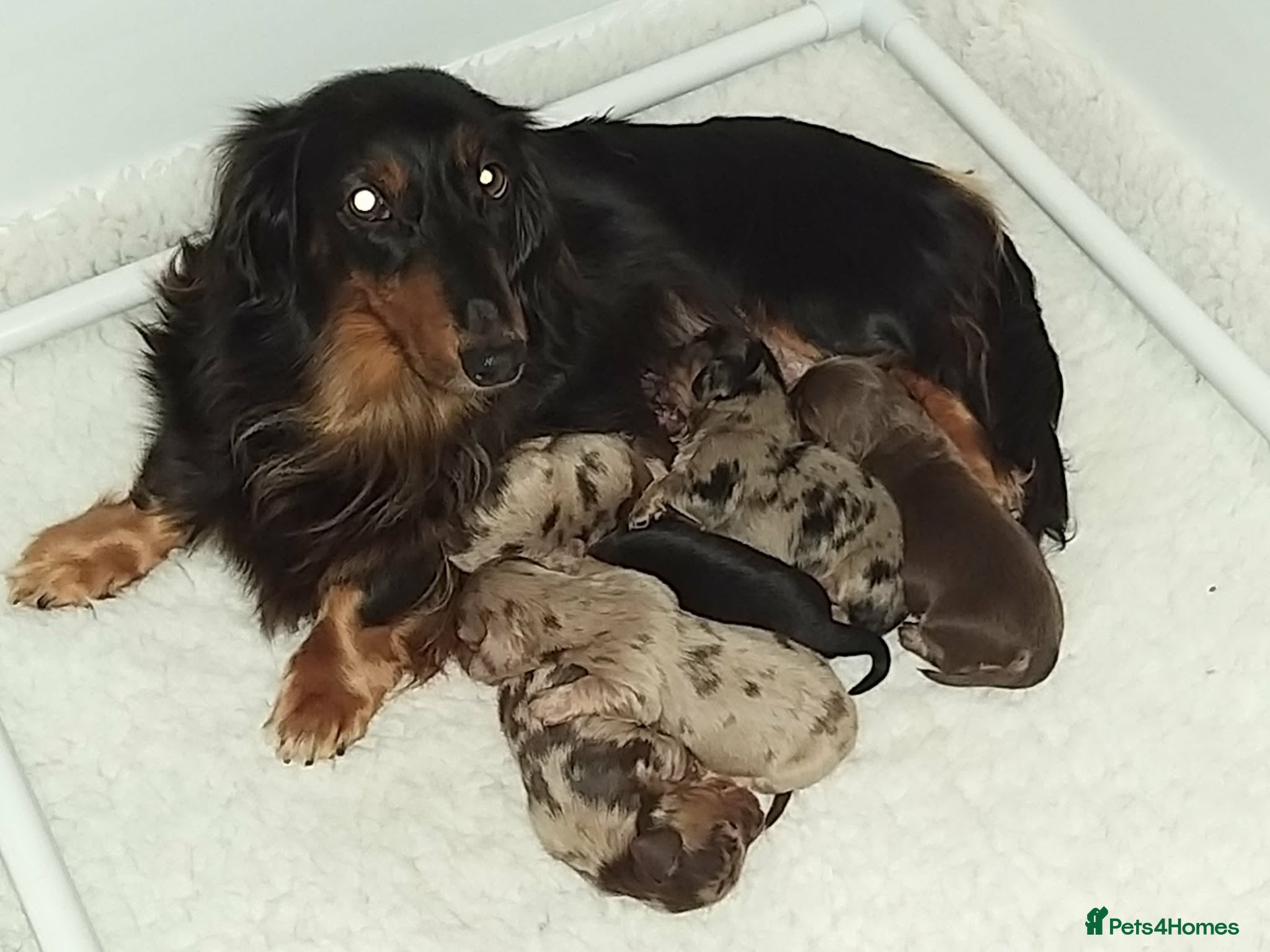 Miniature Dachshund dogs Mini long haired boys - Advert 2