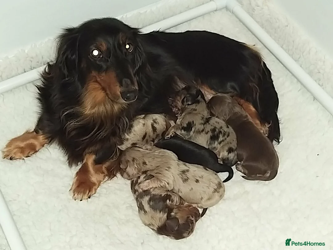 Miniature Dachshund dogs for sale: Mini long haired boys - Advert 1