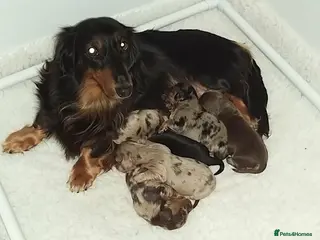 Miniature Dachshund dogs Mini long haired boys - Advert 2