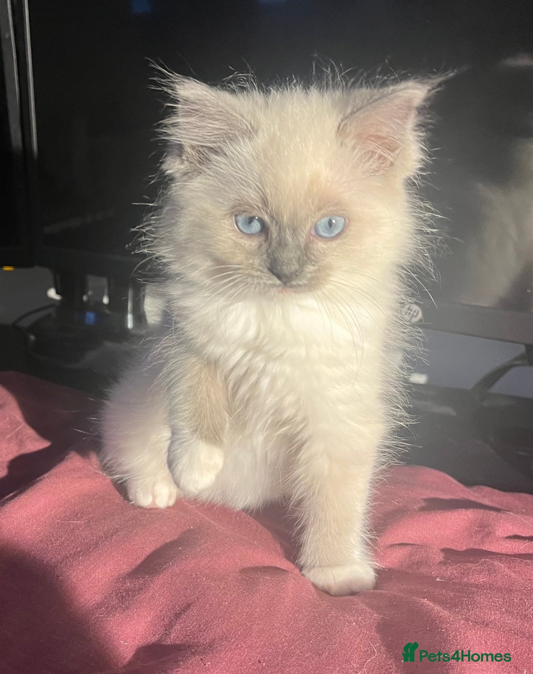 Ragdoll cats for sale: 5 Gorgeous TICA Ragdolls for Sale - Advert 9