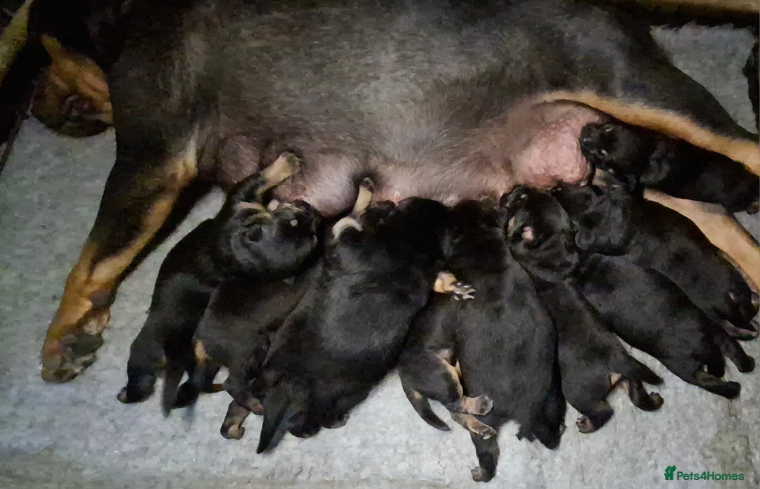 Mixed Breed dogs for sale: A stunning litter of gsd x rottie x mastiff pups  - Image 1