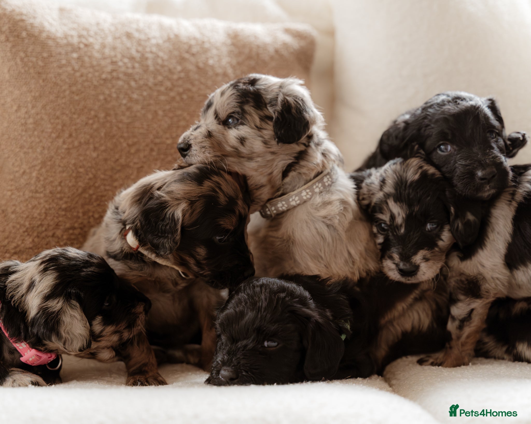 Mixed Breed dogs for sale: Stunning Huntadoodles - Ready this Bank Holiday  - Advert 1