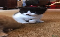 Mixed Breed cats for sale: 2 beautiful kittens  - Image 23