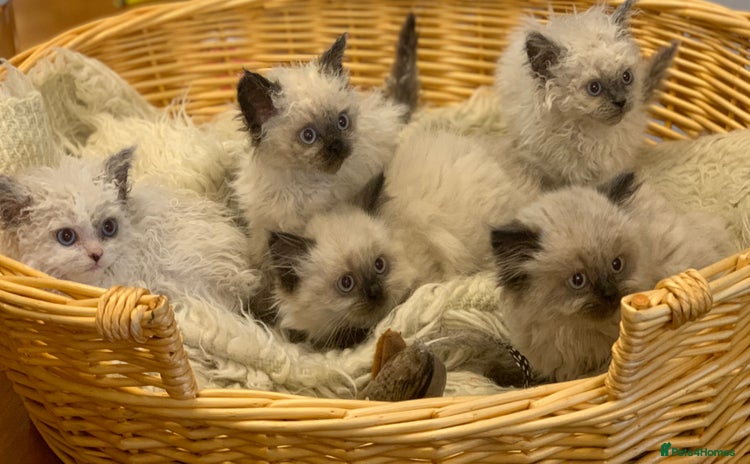 Selkirk Rex cats - Advert 2