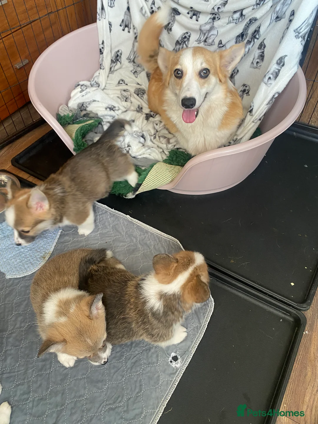 Welsh Corgi Pembroke dogs for sale: Pembroke Welsh corgi puppies  - Advert 5