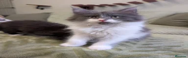 Maine Coon Kitten 2