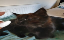 Mixed Breed cats for sale: 7 very fluffy kittens wisbech!!🐈‍⬛️🐈‍⬛️😻 - Image 3