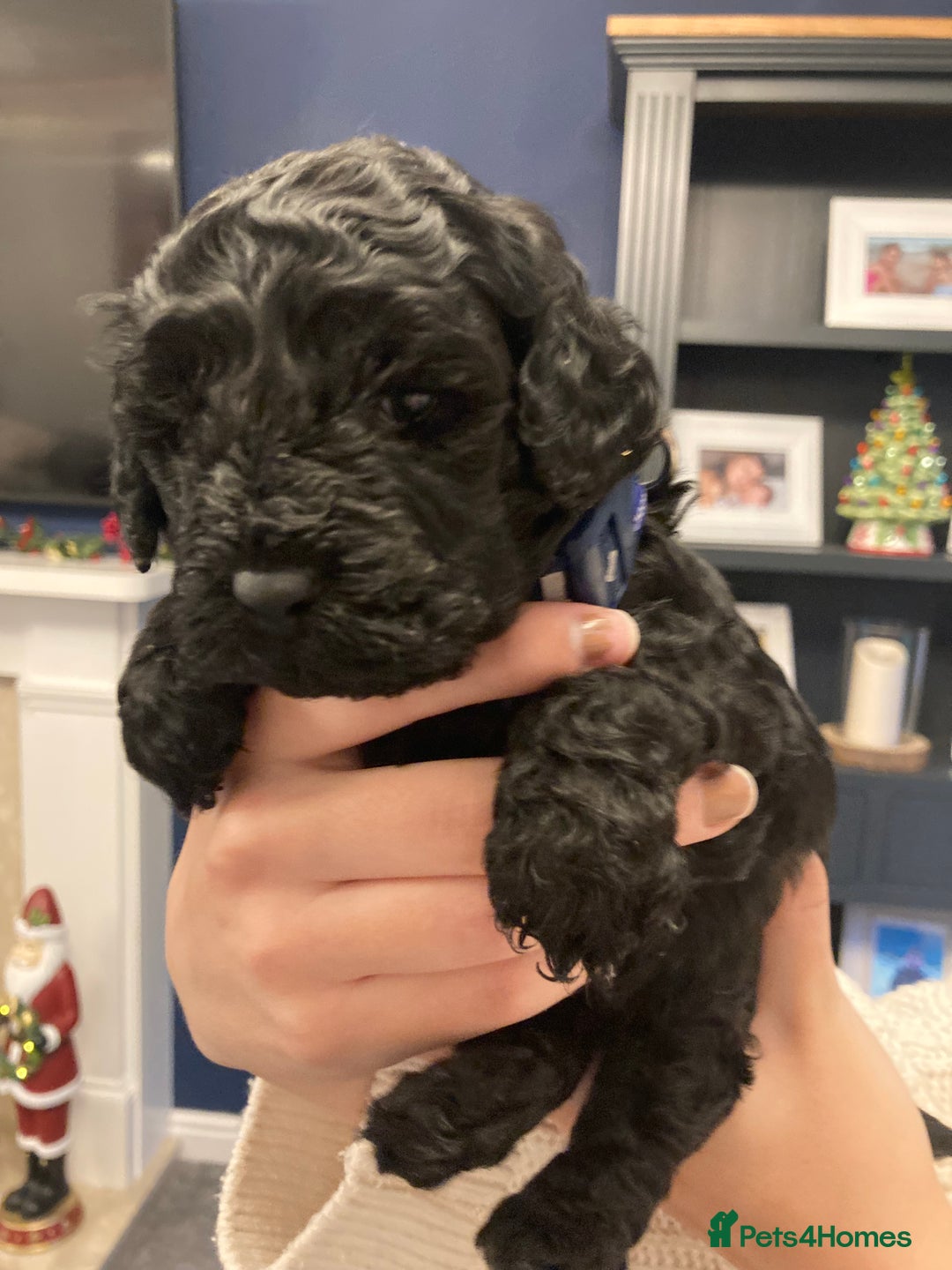 Cavapoo dogs for sale: F1b cavapoo puppies - Advert 25
