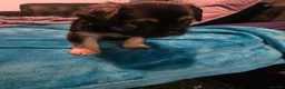 Mixed Breed dogs for sale: Puppy puppie for sale half frencie and yorkiepoo  - Advert 9