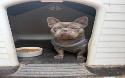 French Bulldog dogs for sale: French BullDog - Image 5