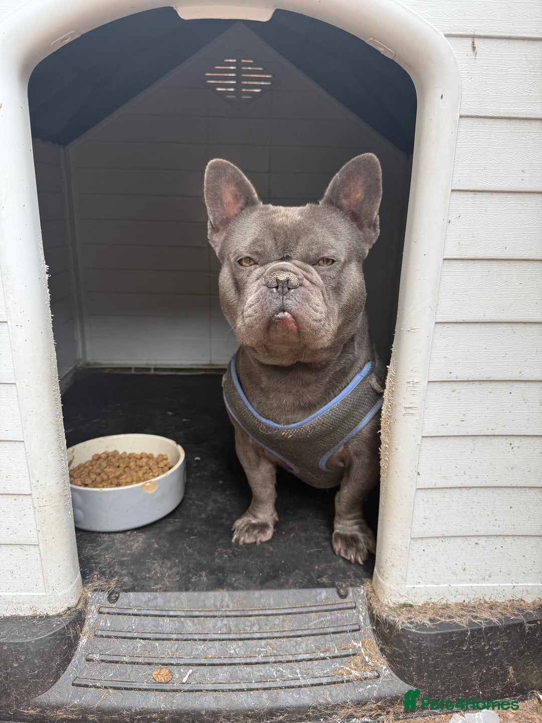 French Bulldog dogs for sale: French BullDog - Image 5
