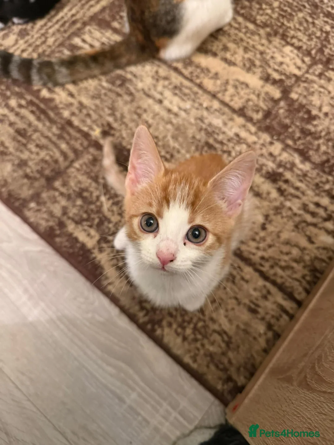 Mixed Breed cats for sale: Lovely kittens in Oxford - Advert 4