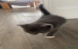 Himalayan cats for sale: Himalayan x Maine Coon Kittens – Ready Soon! - Image 22