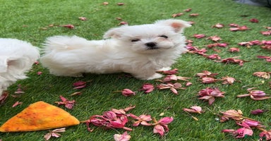 Maltese dogs - Advert 8