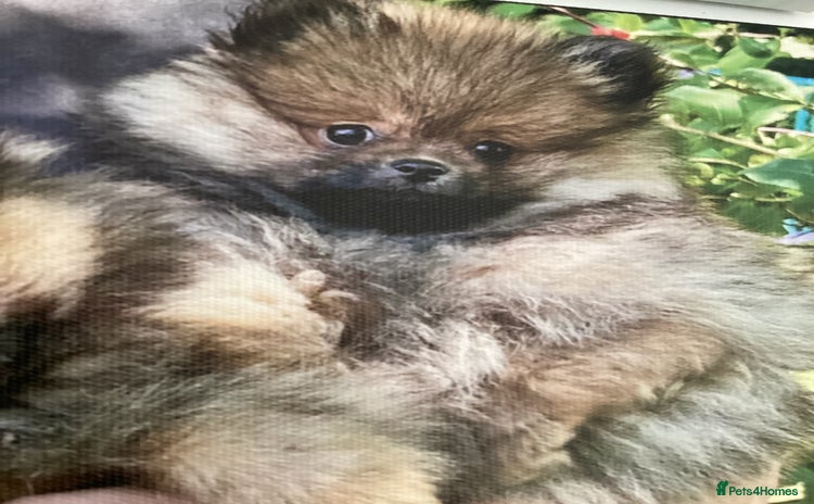 Pomeranian dogs - Advert 4