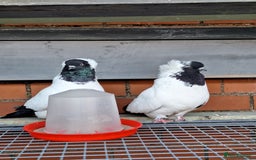 Pigeons birds for sale: 10 Pigeons for sale - Advert 2