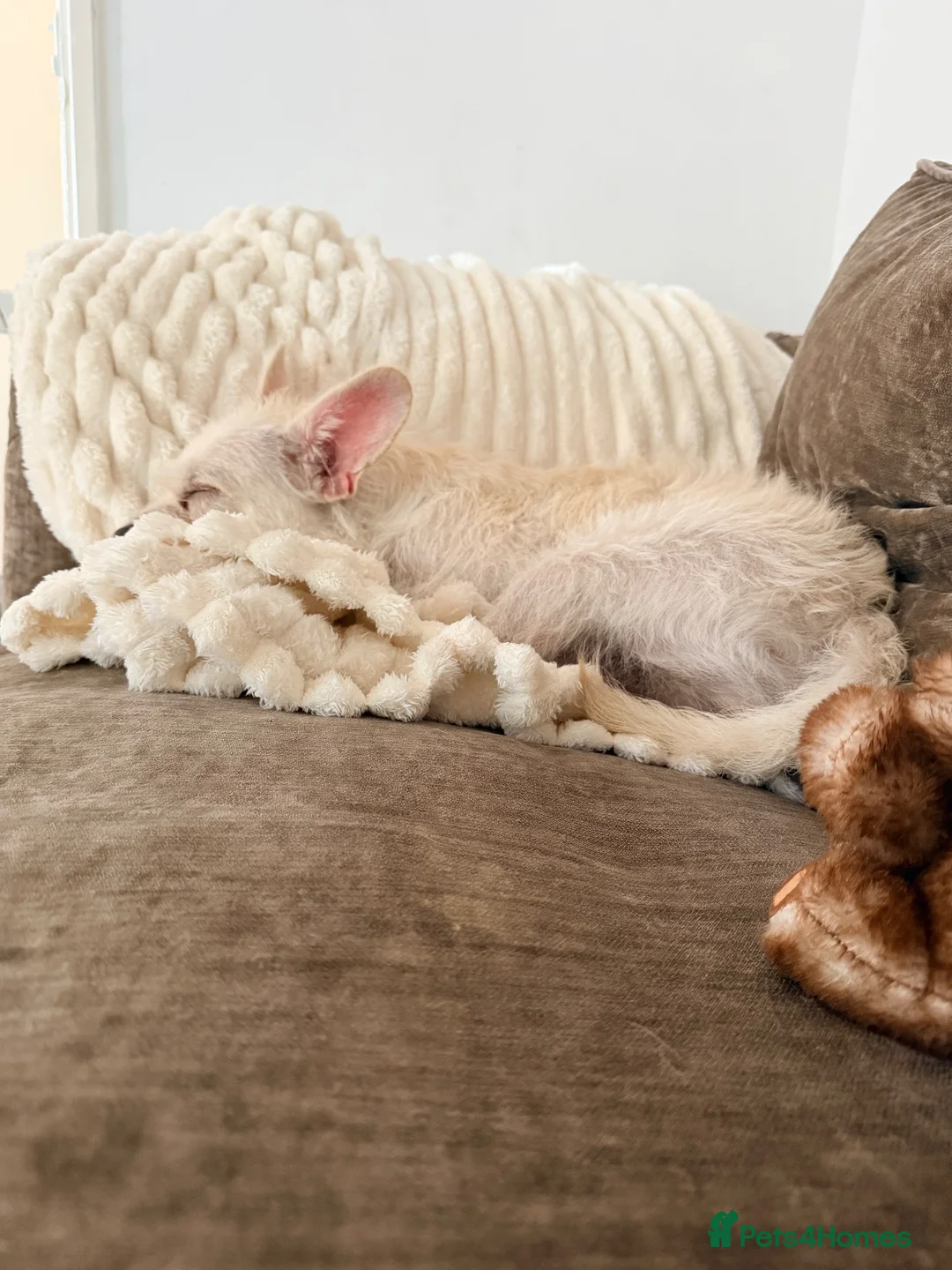 Mixed Breed dogs for sale: Jack russell X  in Bridgnorth - Advert 4