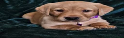 Labrador Retriever dogs for sale: ⭐⭐7 Beautiful Fox Red Labrador Pups Ready Soon!⭐⭐️ - Advert 24