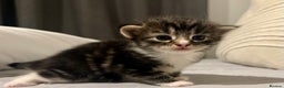 Mixed Breed cats for sale: Stunning Turkish Angora/ domesticShorthairKittens  - Advert 1