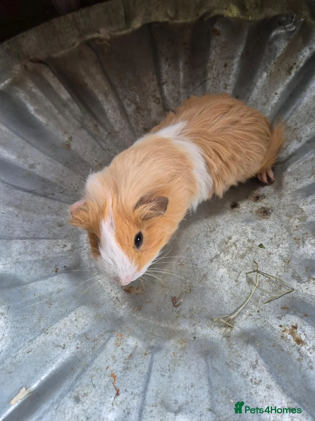 Guinea Pig rodents for sale: Last male - Advert 1