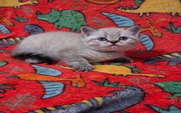 Scottish Fold cats for sale: Scottish Fold/Straight Kittens For Sale  - Image 19
